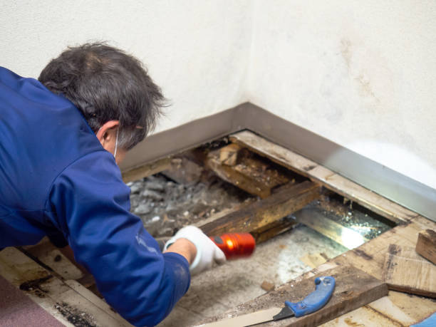 Reliable Lincoln, MO Mold Removal Solutions