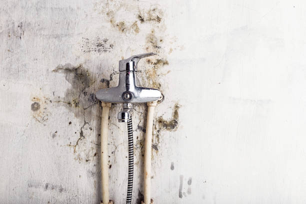 Best Affordable Mold Removal  in Lincoln, MO
