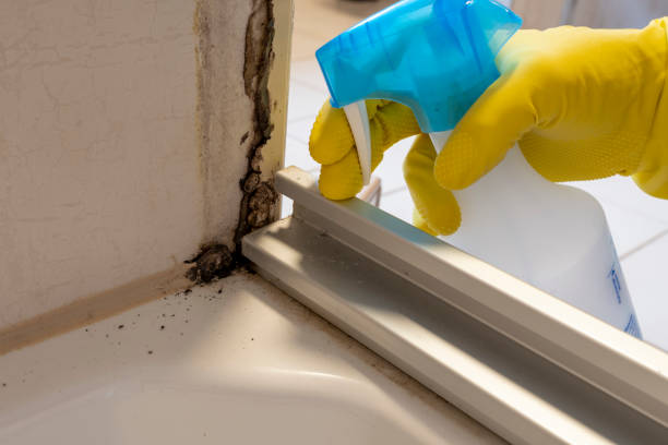 Best Mold Cleaning Services  in Lincoln, MO