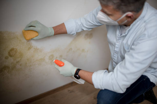 Office Mold Removal Services in Lincoln, MO