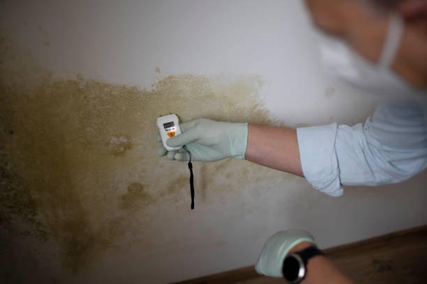 Best Professional Mold Removal  in Lincoln, MO