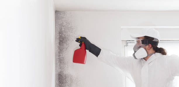 Best Mold Remediation Experts  in Lincoln, MO
