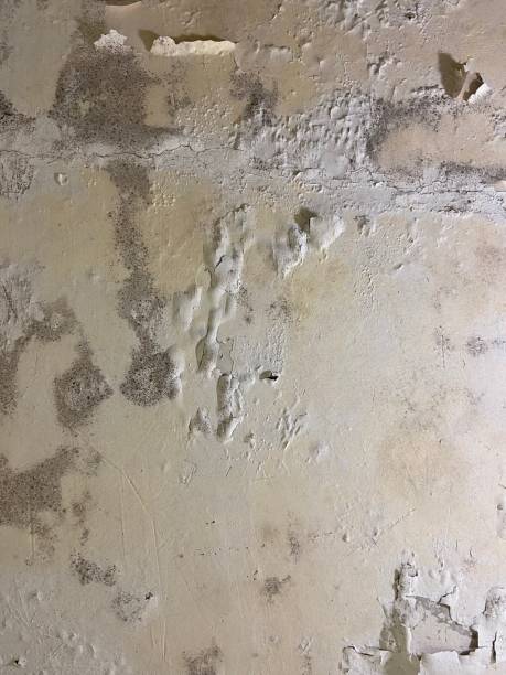 Best Residential Mold Removal  in Lincoln, MO
