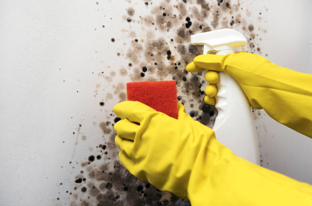 Best Emergency Mold Removal  in Lincoln, MO