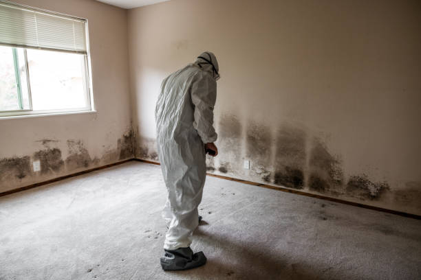 Best Mold Remediation Experts  in Lincoln, MO