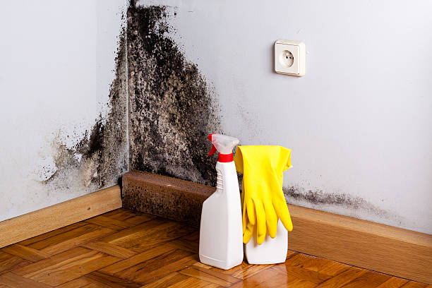 Best Fast Mold Removal  in Lincoln, MO
