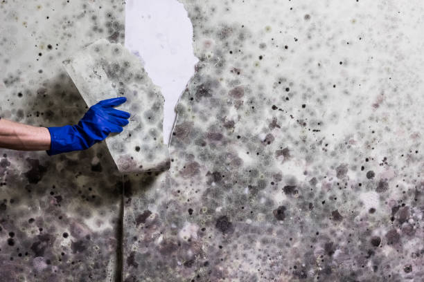 Best Mold Removal Near Me  in Lincoln, MO