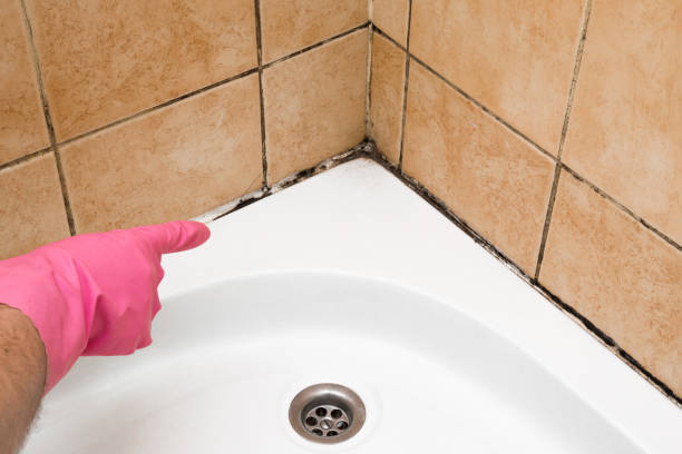 Best Mold Damage Repair  in Lincoln, MO